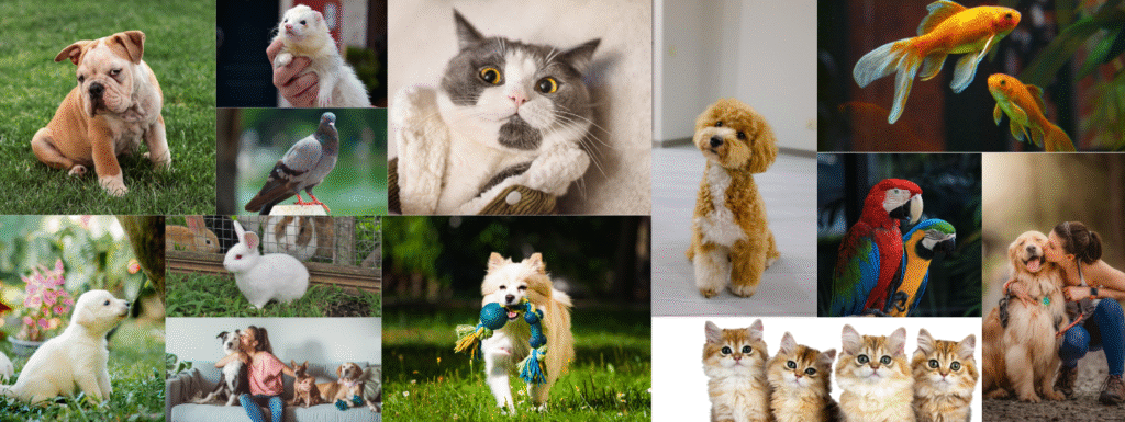 UK Pet Food Instagram